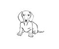 Dog18