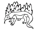 Komodo Dragon