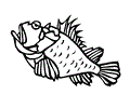 Scorpion Fish