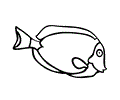 Surgeon fish