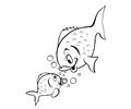 Fish43