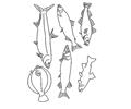 Fish49