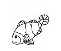 Fish53