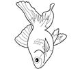 Fish56