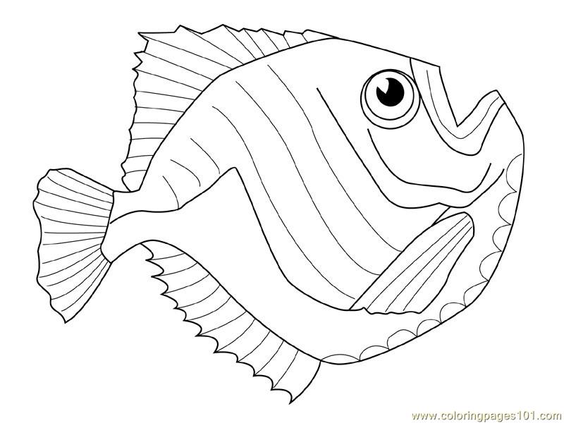 Gambar Coloring Page Great Wall China 11 Rainbow Fish Printables 