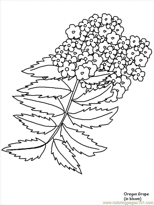 Coloring Pages Flower Coloring Pages Oregongrape (Natural World