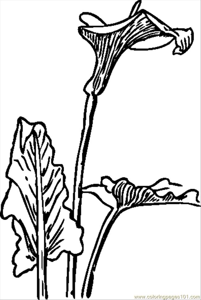 calla flowers coloring pages - photo #15