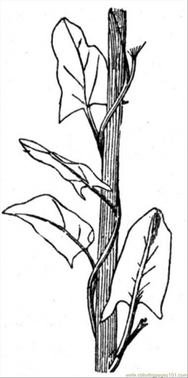 Bindweed 4