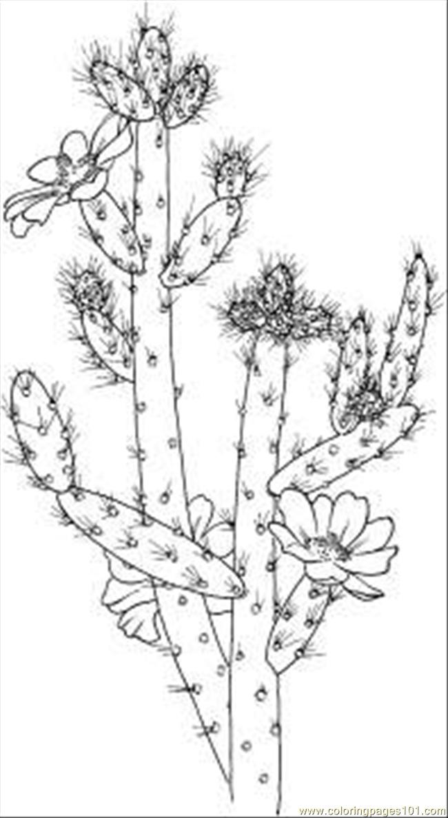 cactus images coloring pages - photo #48