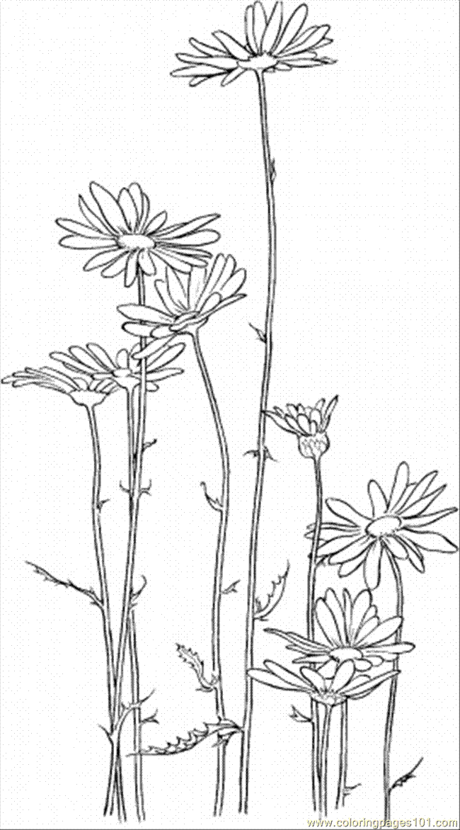 daisy flower coloring pages printable - photo #19