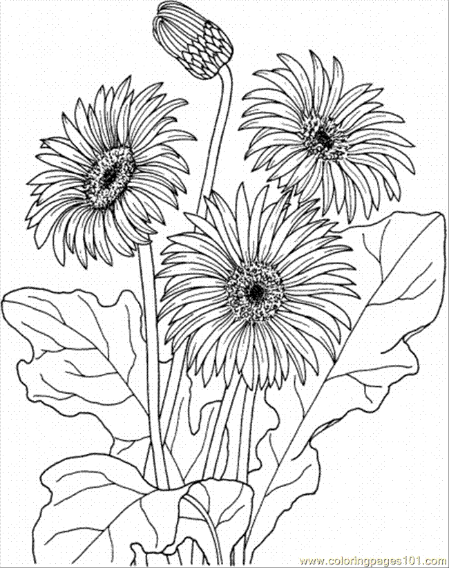 free coloring pages of flowers and butterflies. Color this Page Online! free