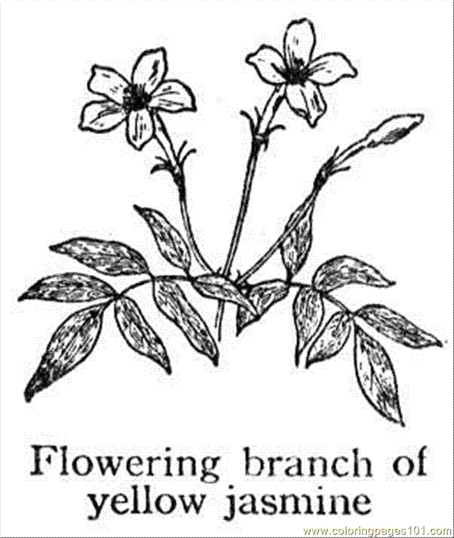 Coloring Pages Jasmine 1 (Natural World > Flowers) - free printable