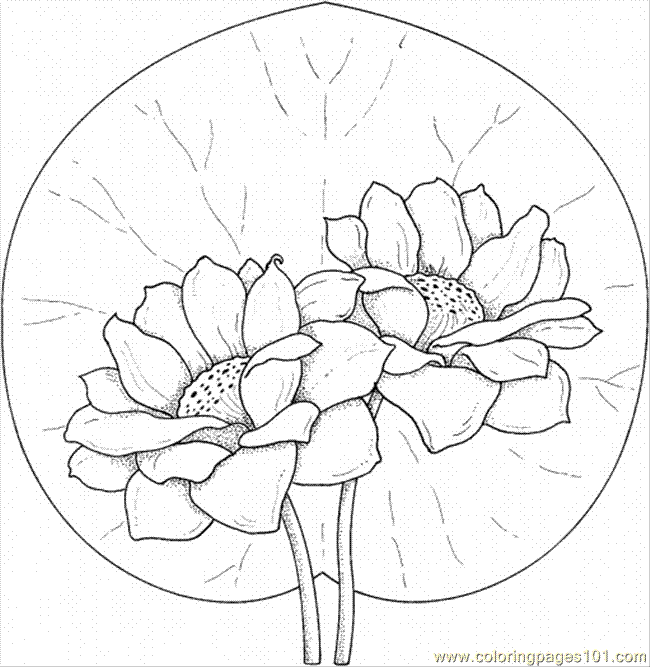 Lily 14