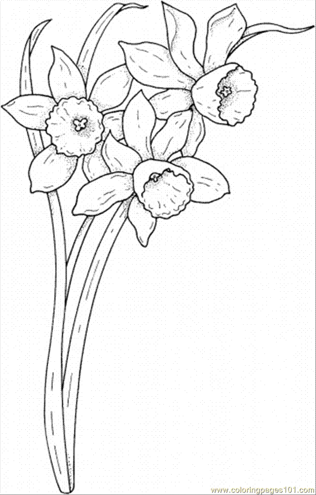 daffodil flower coloring pages - photo #45