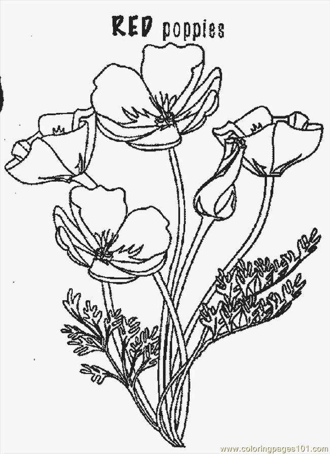 Poppies