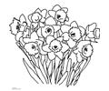 Daffodil