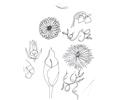 Flowersampler