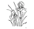 Flower Coloring Pages Iris