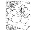 Flower Picture (2)