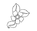 Flowers 7 (17)