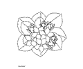 Flowers 7