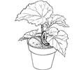 Begonia 4 Coloring Page