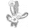 Cactus 2