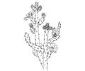 Cactus 7 Coloring Page