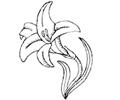 Collily1th