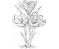 Crocus 2