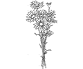 Daisy 6