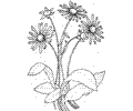 Daisy 8
