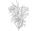 Dianthus 1