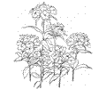 Dianthus 2