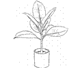 Ficus 2