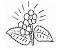 Flower3