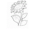 Flower6