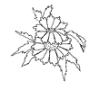 Flower Coloring Page 43