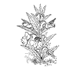 Flower Coloring Pages 1(1)