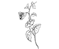 Flower Coloring Pages 5