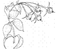 Fuchsia 1