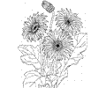 Gerbera