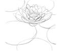 How To Draw A Lily Pad 5