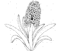 Hyacinth 2
