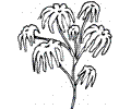 Jasmine 3