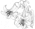 Lily 5