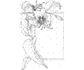 Lily 7