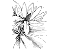 Magnolia 4
