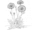 Marigold 5