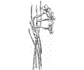 Narcissus 5